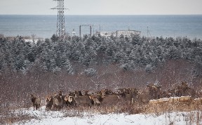 Благородных оленей выпустили из карантина в Корсаковском районе 