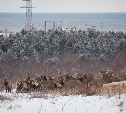 Благородных оленей выпустили из карантина в Корсаковском районе 