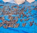 "Две ОПГ, тонны икры, 69 изъятых авто": итоги операции "Путина-2024" на Сахалине 