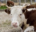 Более 800 коров будут доставлены на Сахалин