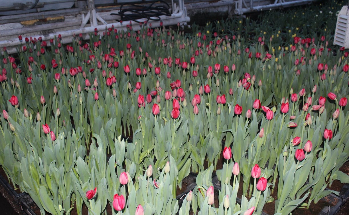 К 8 Марта в теплицах выросли почти полмиллиона сахалинских тюльпанов 