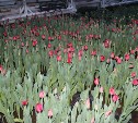 К 8 Марта в теплицах выросли почти полмиллиона сахалинских тюльпанов 