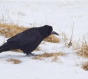 Необычных для Сахалинской области птиц наблюдали орнитологи на Кунашире