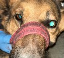 На Сахалине собака не подпустила полицейских к умершему хозяину