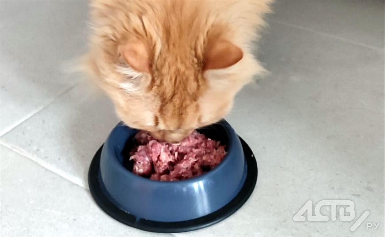 кошачий корм в домашних условиях рецепт