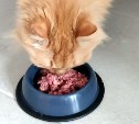 Как сделать дешёвый корм для кошек в домашних условиях: рецепт и инструкция