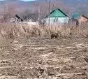 "Да у нас алабай побольше": томаринский Telegram выложил видео гуляющего медвежонка