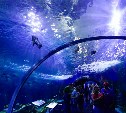 Смерть сахалинского сивуча в приморском океанариуме расследует полиция