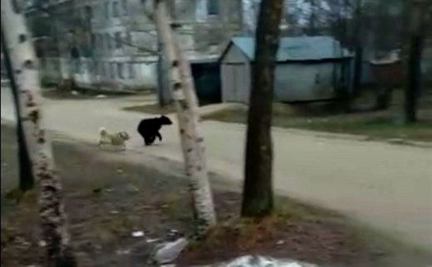 Запах удобрений и остатков еды привлек молодого медведя к дачам в Охинском районе