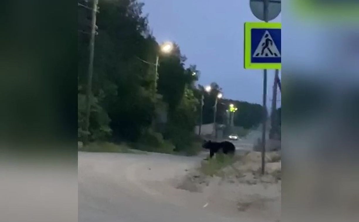 Очевидцы: невозмутимый медведь пришёл в село на севере Сахалина