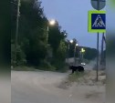 Очевидцы: невозмутимый медведь пришёл в село на севере Сахалина