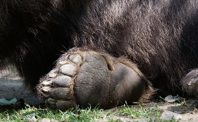 Два медведя на Сахалине оказались опасными для жизни