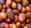 Более 110 тонн картофеля собрали в Сахалинской области