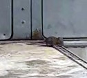Крыса проехала "зайцем" в автобусе Южно-Сахалинска 