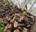 "Уничтожают реликтовый лес": сахалинцы бьют тревогу из-за вырубки дубков в Долинском районе