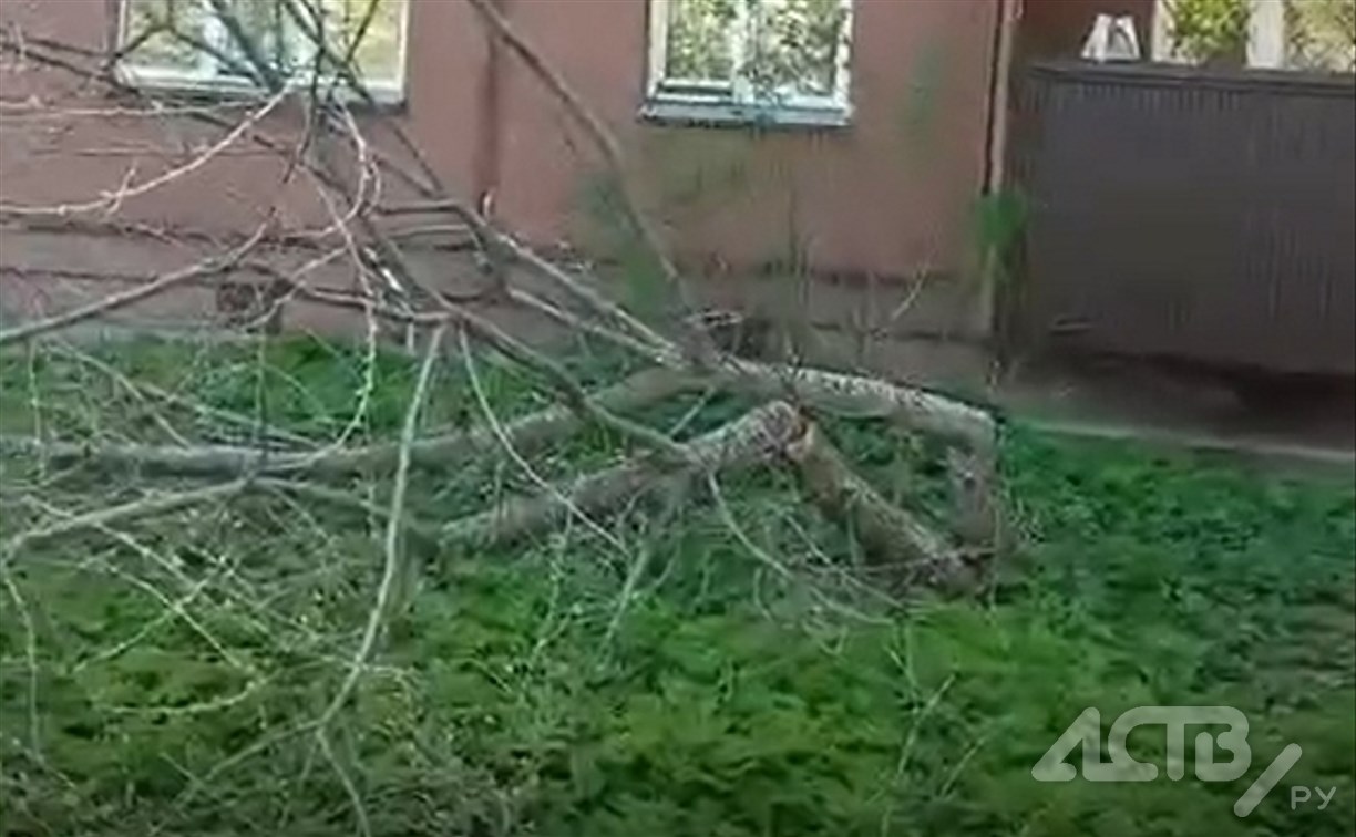 "Бесы какие-то": памятный серебристый клен спилили неизвестные во дворе Южно-Сахалинска 