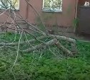 "Бесы какие-то": памятный серебристый клен спилили неизвестные во дворе Южно-Сахалинска 