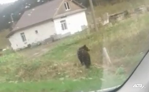 Молодой медведь гуляет среди домов в Невельске Молодой медведь гуляет среди домов в Невельске