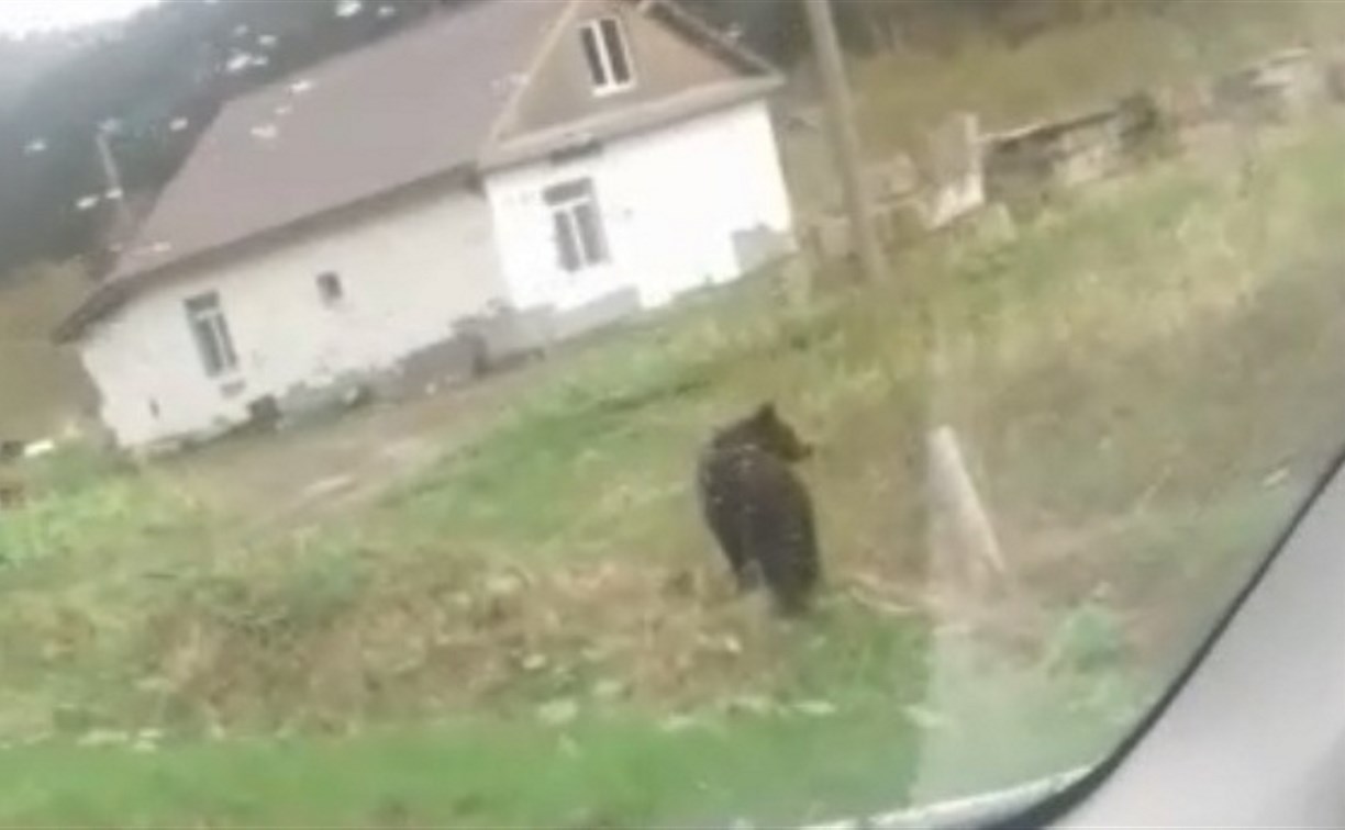 Молодой медведь гуляет среди домов в Невельске