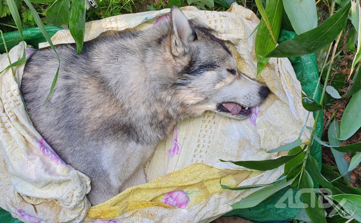 Отравленная собака в муках умерла на руках ребёнка в Южно-Сахалинске