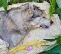 Отравленная собака в муках умерла на руках ребёнка в Южно-Сахалинске