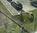 "Творится бардак": коровы и быки держат в страхе жителей села Троицкого