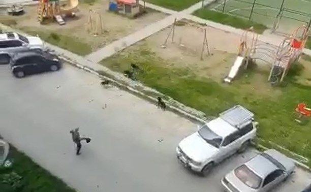Школьницы подкармливают стаю собак, которая держит в страхе целый двор в Южно-Сахалинске