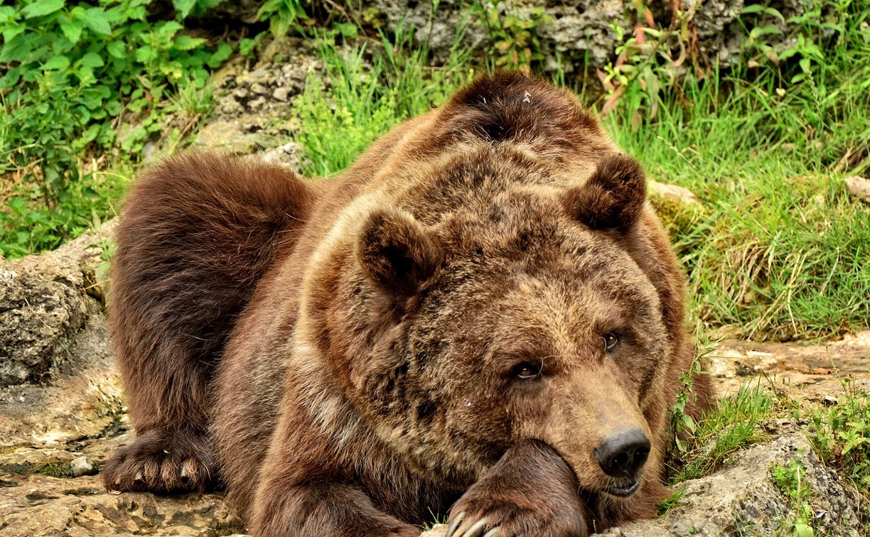 Медведица с медвежатами вышли к трассе на горе Красной