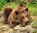 Медведица с медвежатами вышли к трассе на горе Красной
