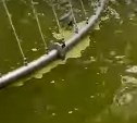 Фонтан в парке Победы в Ногликах превратился в болото