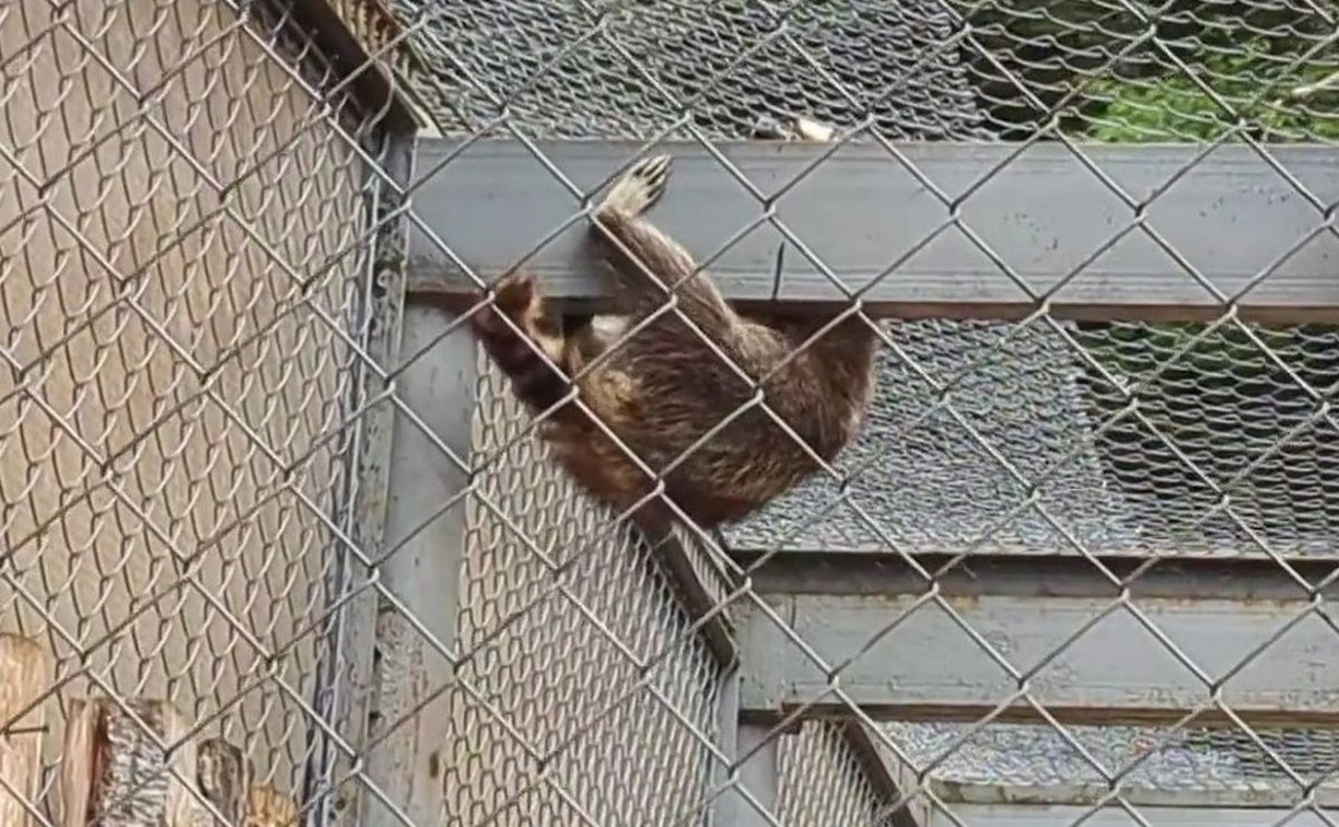 Миссия выполнима: енот устроил безумную охоту на листик в сахалинском зоопарке