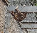 Миссия выполнима: енот устроил безумную охоту на листик в сахалинском зоопарке