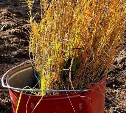 На Сахалине закончили сажать новый лес