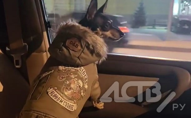 Стильная собачка-"потеряшка" едва не устроила ДТП в Южно-Сахалинске