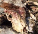 В лесу Южно-Сахалинска обнаружено тайное коровье кладбище 