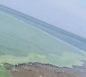 Рыбалка откладывается: в Корсаковском районе в море появилось огромное зеленое пятно