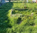 Борщевик захватил детскую площадку в Ново-Александровске