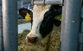Две сотни коров из Амстердама доставили в Корсаковский район
