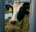 Две сотни коров из Амстердама доставили в Корсаковский район