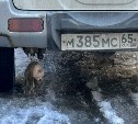 Автомобиль ездит по Корсакову с оторванной головой куклы и "возмущает общество"