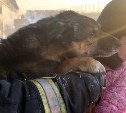 Стала известна возможная причина пожара в сахалинском приюте "Пёс и кот"