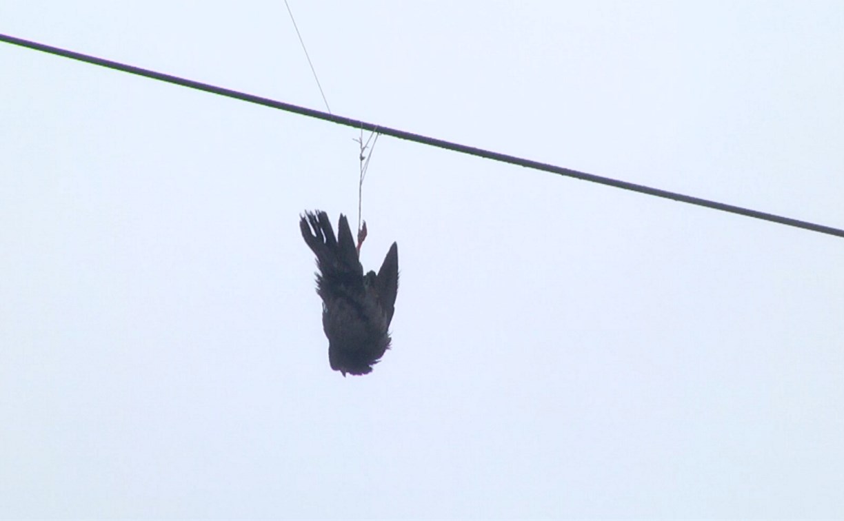 В Южно-Сахалинске на проводах весь день висит запутавшийся голубь