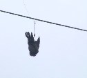 В Южно-Сахалинске на проводах весь день висит запутавшийся голубь