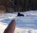 Житель Южно-Сахалинска сообщил о волке, который пугает собак 