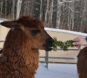 Животные сахалинского зоопарка лакомятся хвойным салатиком из новогодних елок