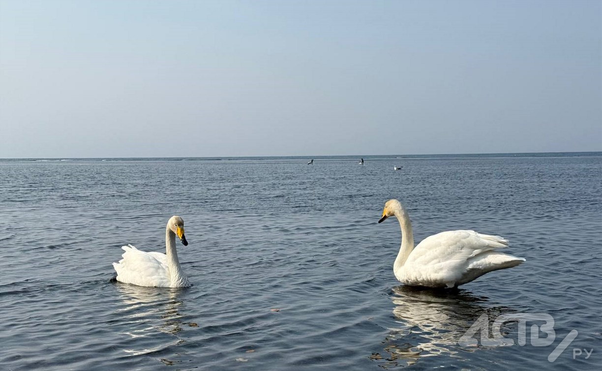 На юге Сахалина 1 апреля потеплеет до +10 градусов, и это не шутка