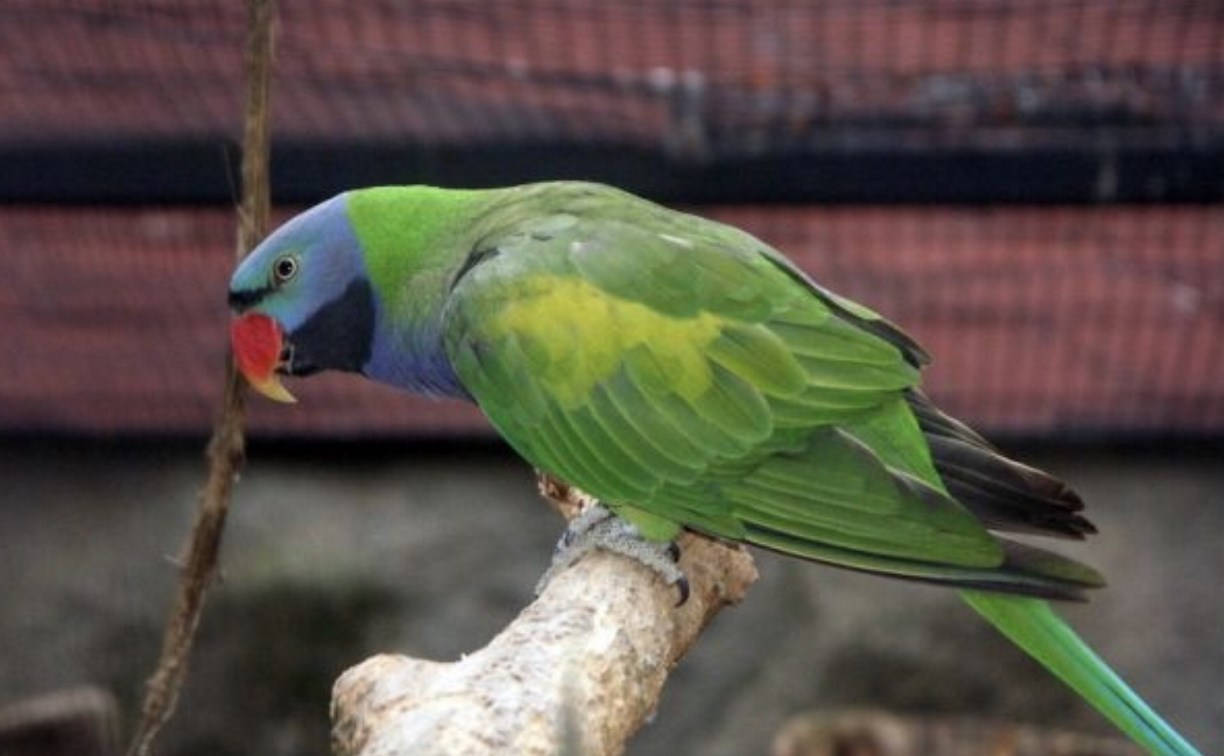 В зоопарке сахалинцам покажут, как накормить попугая