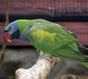 В зоопарке сахалинцам покажут, как накормить попугая