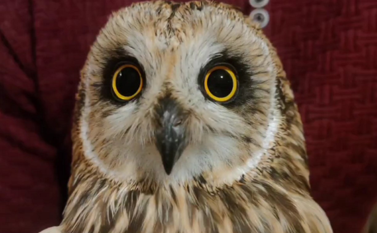 Раненую болотную сову спасли и доставили с материка на Сахалин через несколько городов