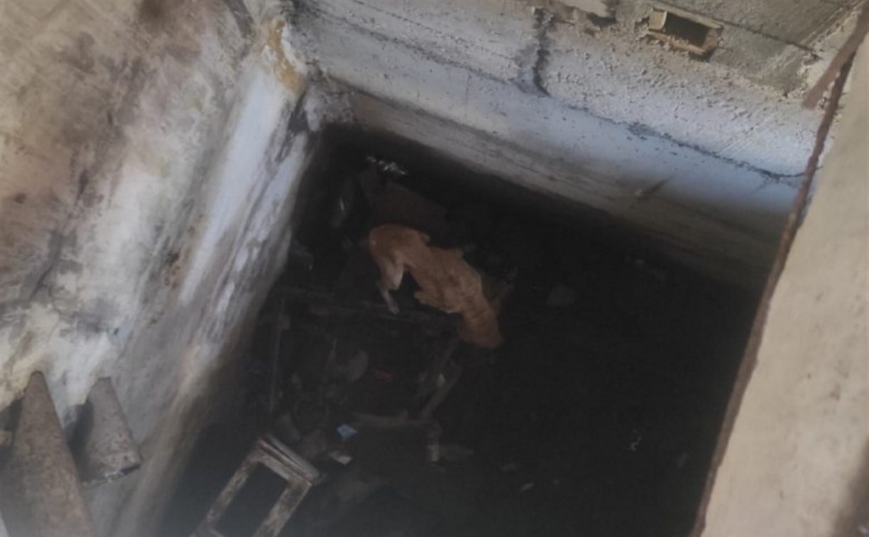 В глубокой яме заброшенного здания в Корсакове нашли истощенную собаку